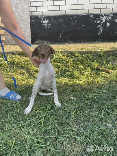 Щенки курцхара