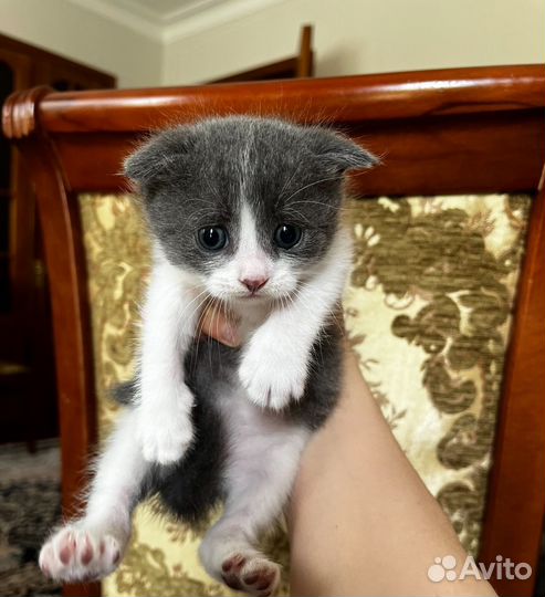 Котята домашние