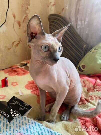 Кошка сфинкс бесплатно