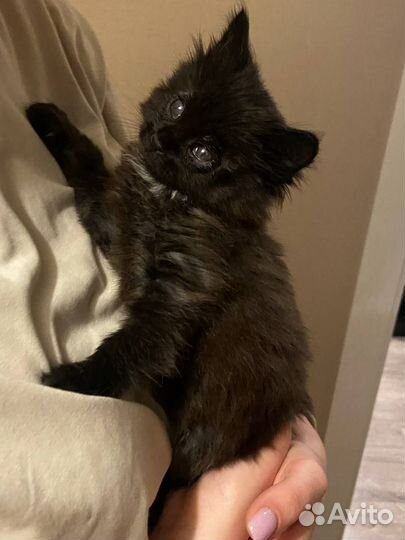Кошка Тучка ищет постоянных или временных хозяев