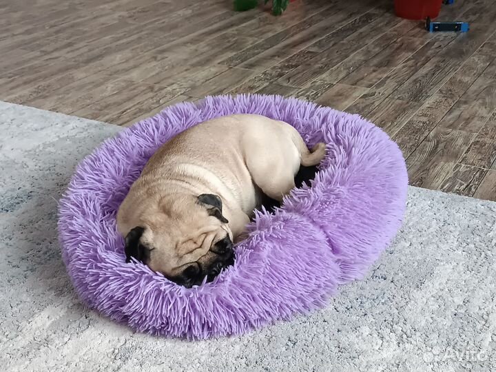 Отдам в добрые руки