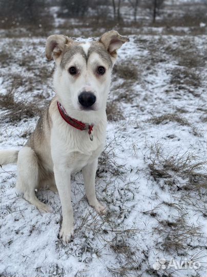 Собака щенок