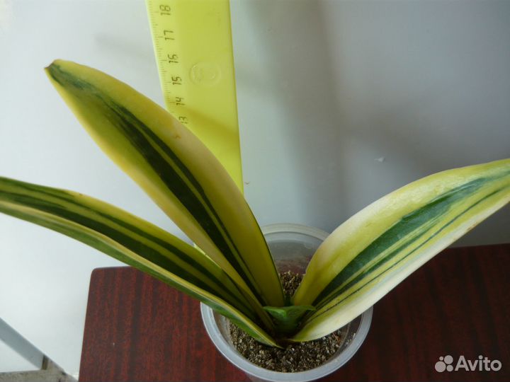 Сансевиерия 