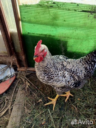 Петух гриз бар