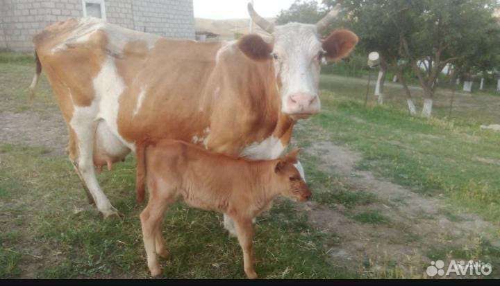 Корова с теленком