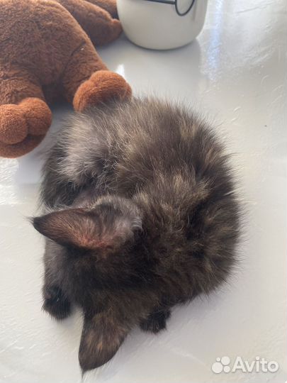 Котенок в добрые руки