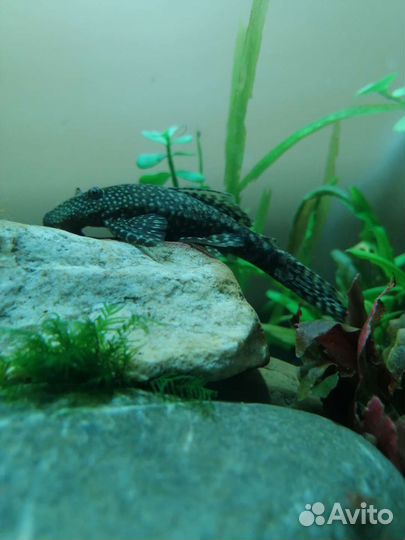 Сомики присоски анциструсы (мальки)