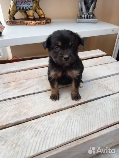 Отдам щенка в добрые руки