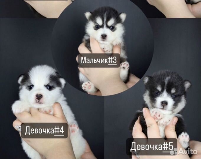 Щенки Помски Mini Хаски Original