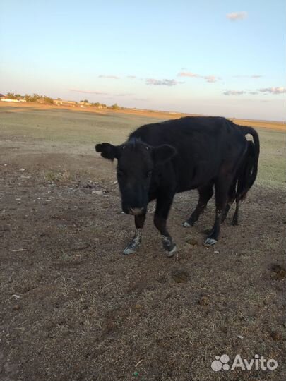 Коровы на развод, возможен бартер на сено