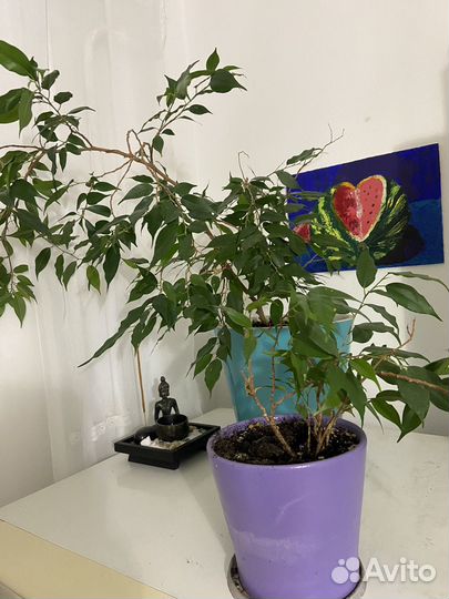 Фикус бенджамина