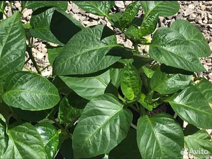 Продается рассада