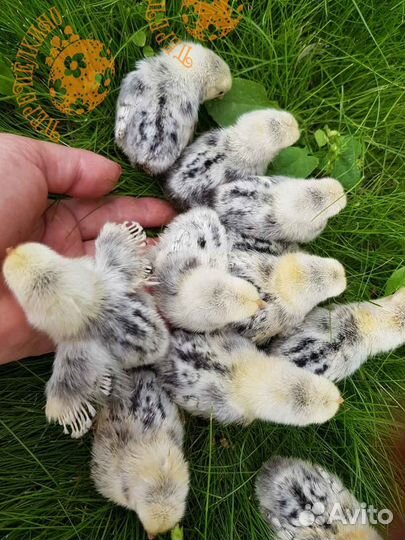 Сибрайт серебристый куры декоративные