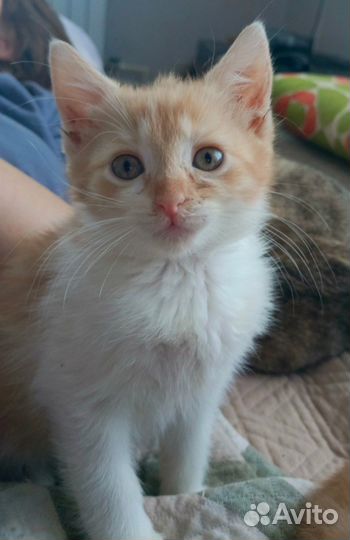 Отдам в добрые руки