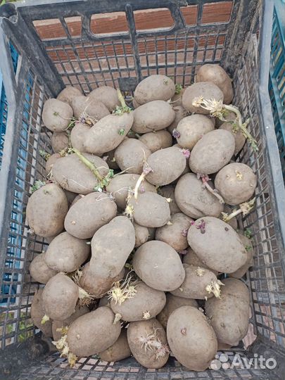 Семенной картофель