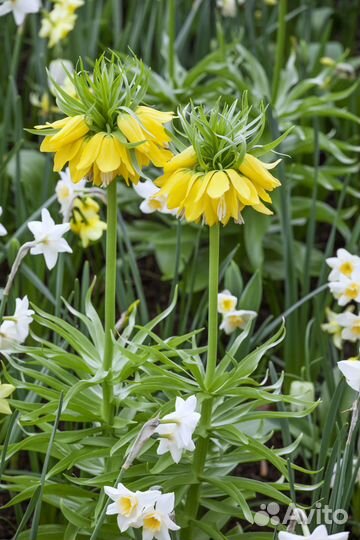 Рябчик императорский, шахматный. осень23