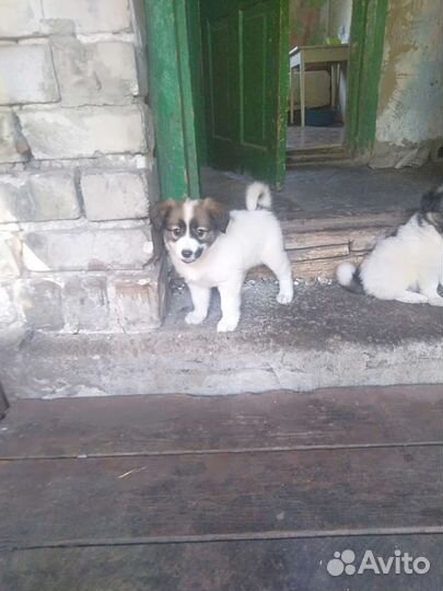 Щенки бесплатно