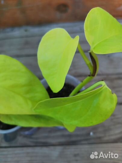 Сциндапсус, эпипренум, пиперомия, ктенанта