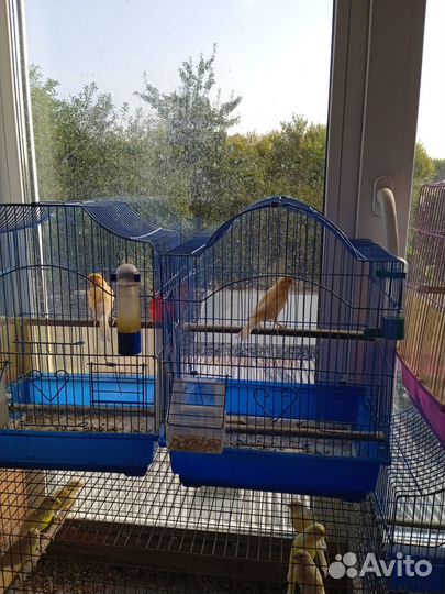 Канарейка кенар