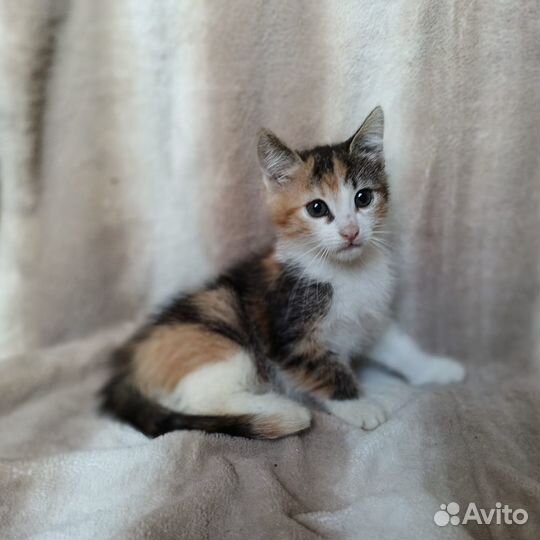 Котята малыши