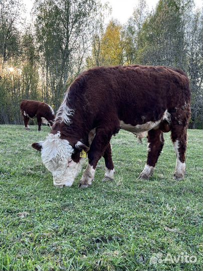 Быки герефорды на племя
