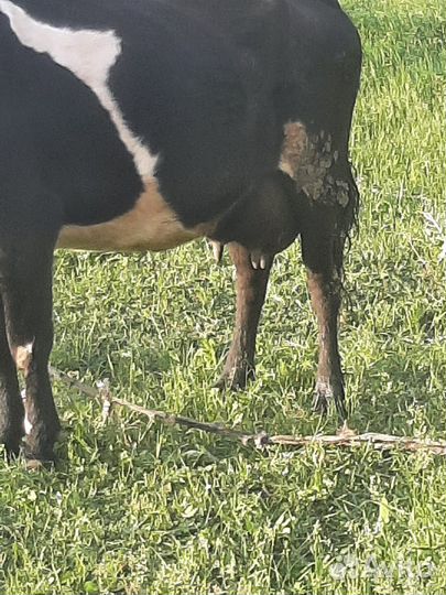 Корова высокоудойная