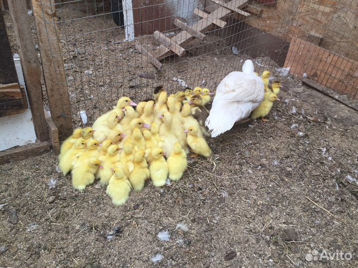 Утята мускусной утки (индоутки) белые