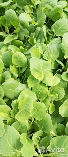 Рассада капусты Июньская, слава, подарок