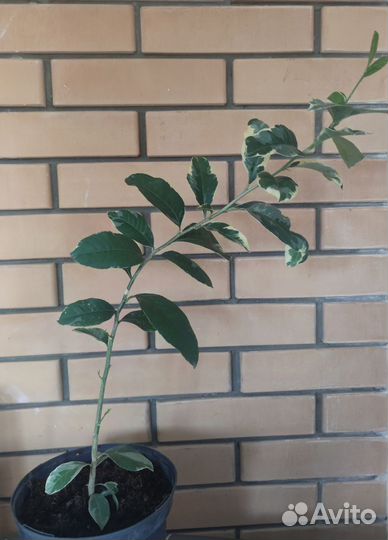 Лимон вариегатный