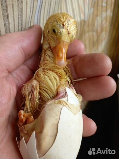 Домашняя птица - утки, гуси