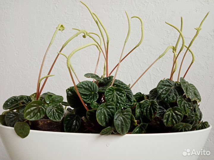 Пеперомия лилиан