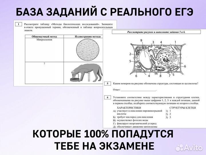 Опытный репетитор по биологии Ростов на Дону