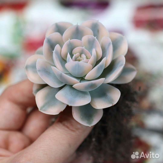 Руководство 