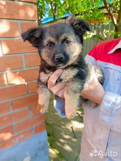 Щенки в добрые руки