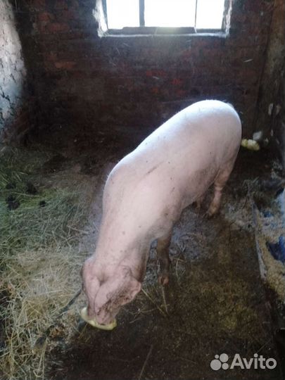 Хряк ландрас