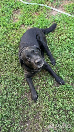 Собака в добрые руки