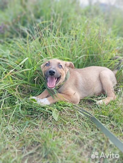 Щенок в добрые руки бесплатно