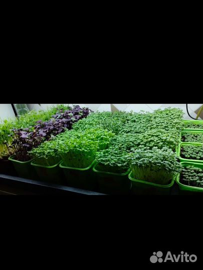 Микрозелень