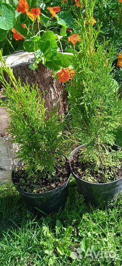 Тут западная Смарагд