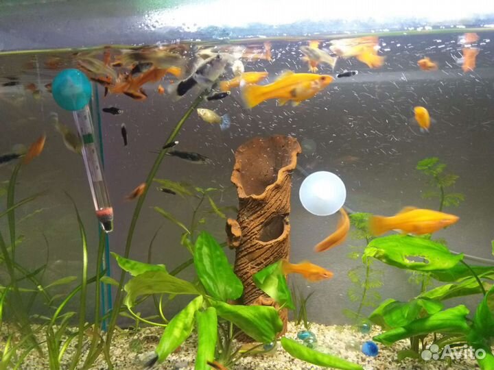 Продам рыбок
