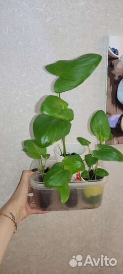 Калла эфиопская