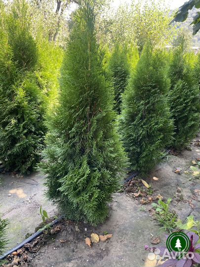 Туя крупномер из питомника