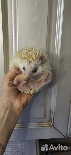 Африканский ежик мальчик ручной