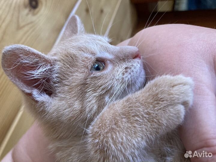 Просто котята, лечебные, с ветпаспортами