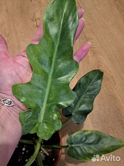 Филодендрон магнификум вариегатный