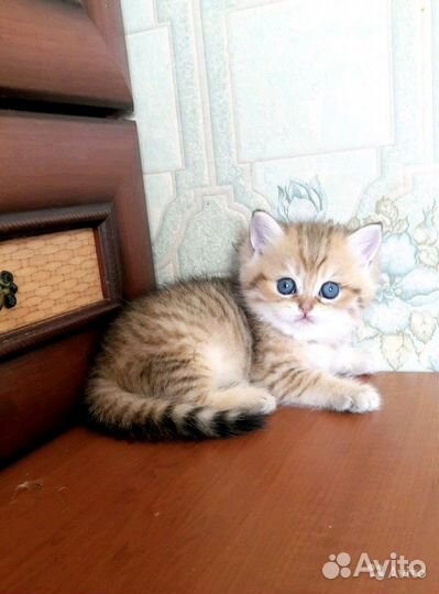 Британская золотая шиншилла котик