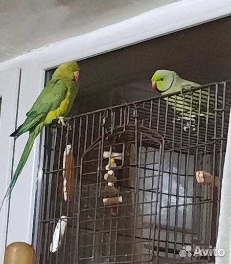 Ожереловые попугаи, пара