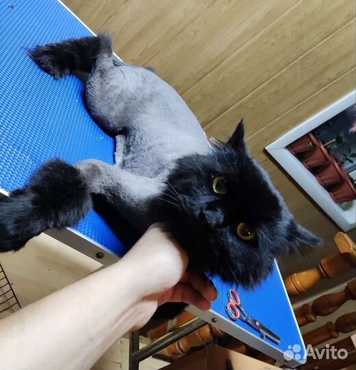 Стрижка кошек И котов груминг