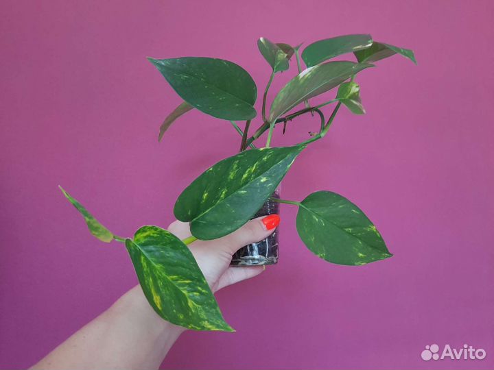 Сциндапсусы Эпипремнумы