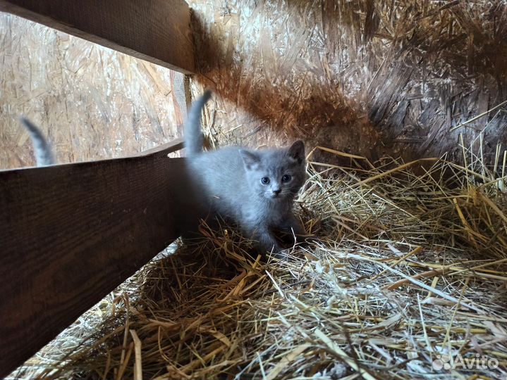 Котята 1,5 мес